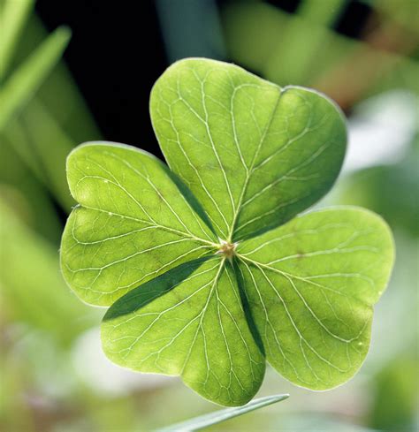 control 4 leaf clover